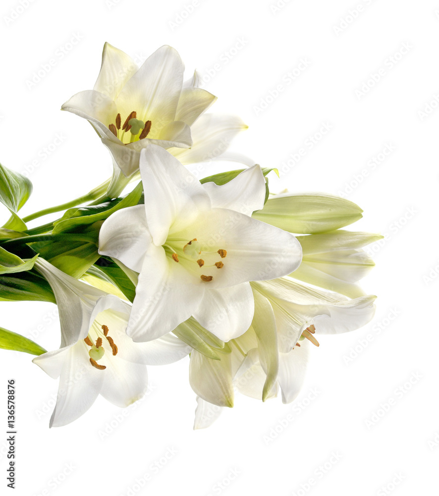 Bouquet of white lilies isolated on white background Bouquet of white lilies isolated on white background