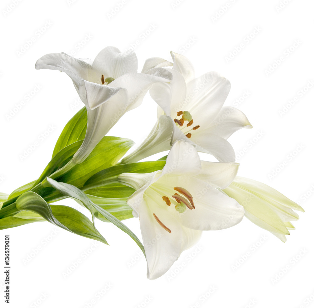 Bouquet of white lilies isolated on white background Bouquet of white lilies isolated on white background