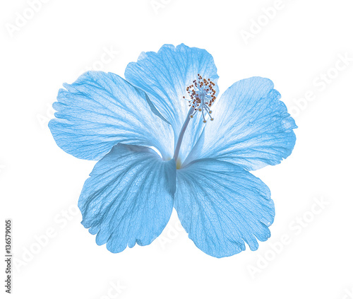 Fotografija blue flower isolated on white background