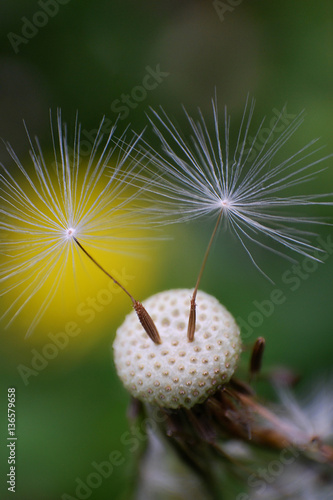 Dandelion with seeds blowing away in the wind  Close up of dandelion spores blowing away