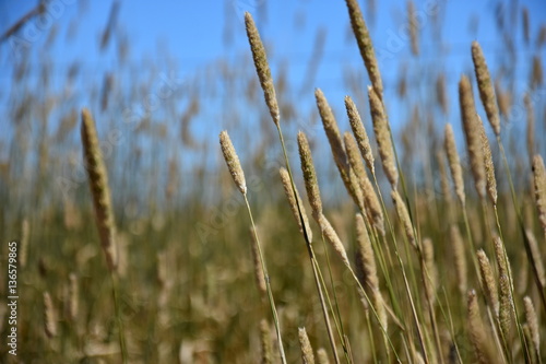 Ryegrass field on a sunny day. Ornamental garden grasses decorative light brown grass .