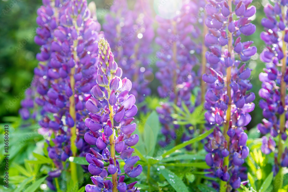 blooming purple lupines with drops of dew on a sunny summer day blooming purple lupines with drops of dew on a sunny summer day