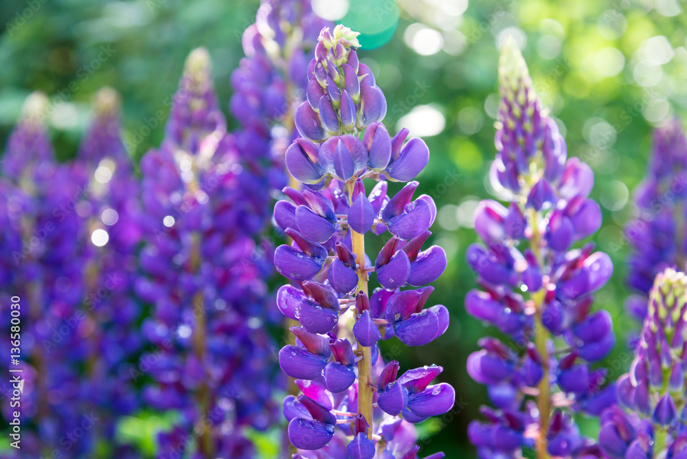 blooming purple lupines with drops of dew on a sunny summer day blooming purple lupines with drops of dew on a sunny summer day
