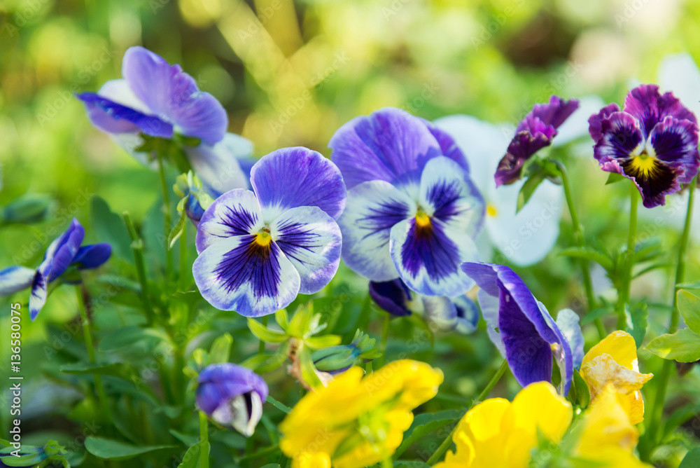 flowering colorful pansies in the garden flowering colorful pansies in the garden