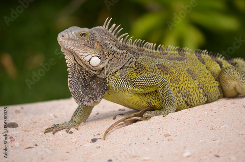 Iguana verde