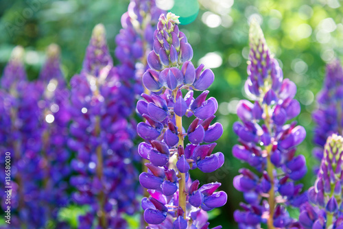 blooming purple lupines with drops of dew on a sunny summer day