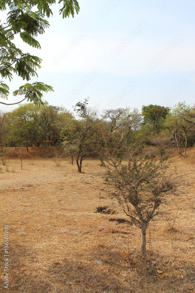 Fototapeta premium Trees in a desert