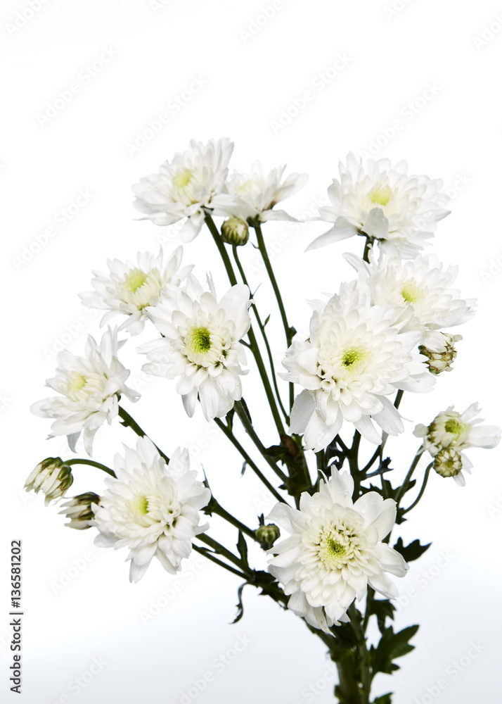 white chrysanthemums closeup white chrysanthemums closeup