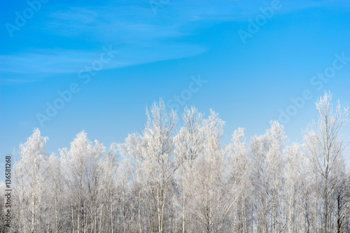 Frozen birch tree in the winter