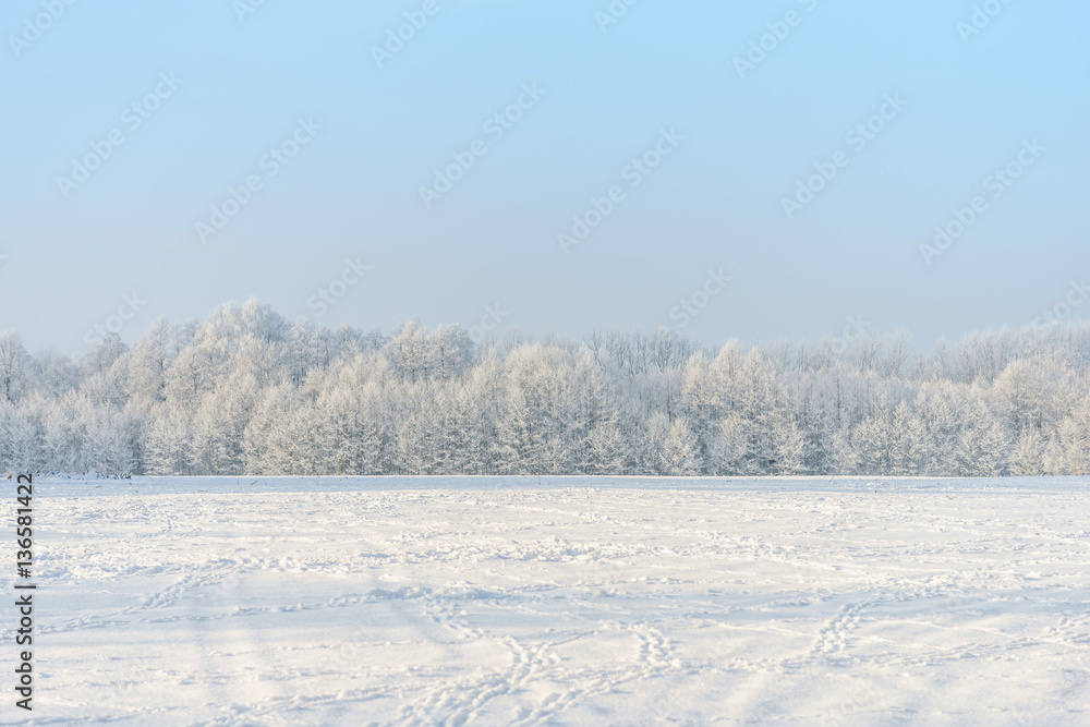 Winter field landscape with trees covered with hoarfrost