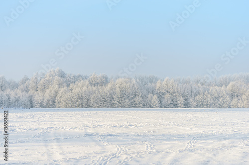 Winter field landscape with trees covered with hoarfrost