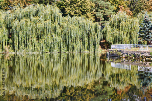 Willow trees at the lake with reflection, central park in Edinet city, north of republic of Moldova photo