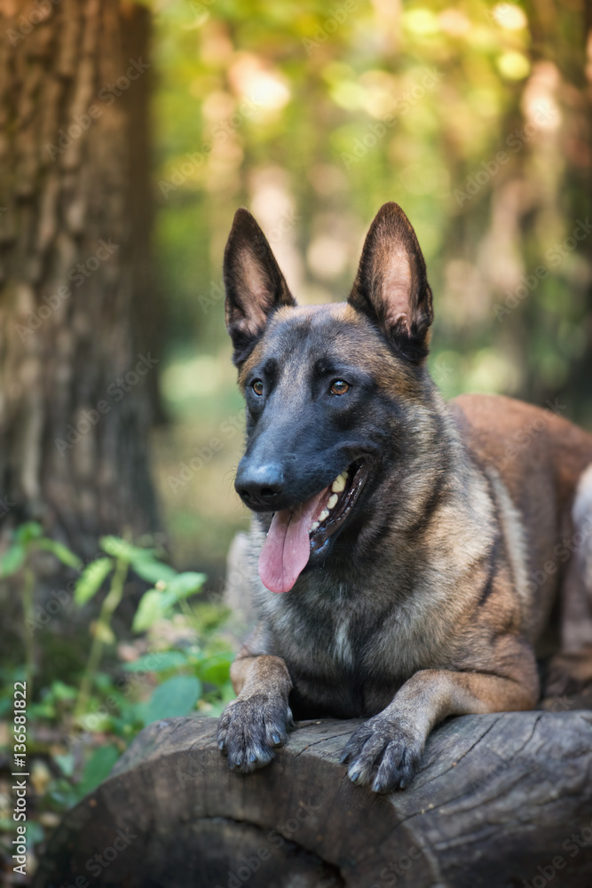 The portrait of belgian shepherd malinois dog on the blur nature forest background The portrait of belgian shepherd malinois dog on the blur nature forest background