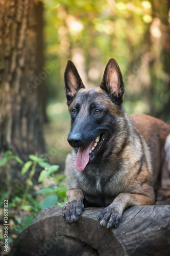 The portrait of belgian shepherd malinois dog on the blur nature forest background