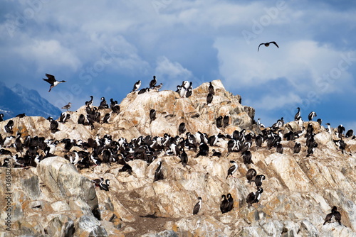 Albatross colony in Ushuaia, Argentina
