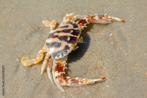 crab on the beach © bankajk