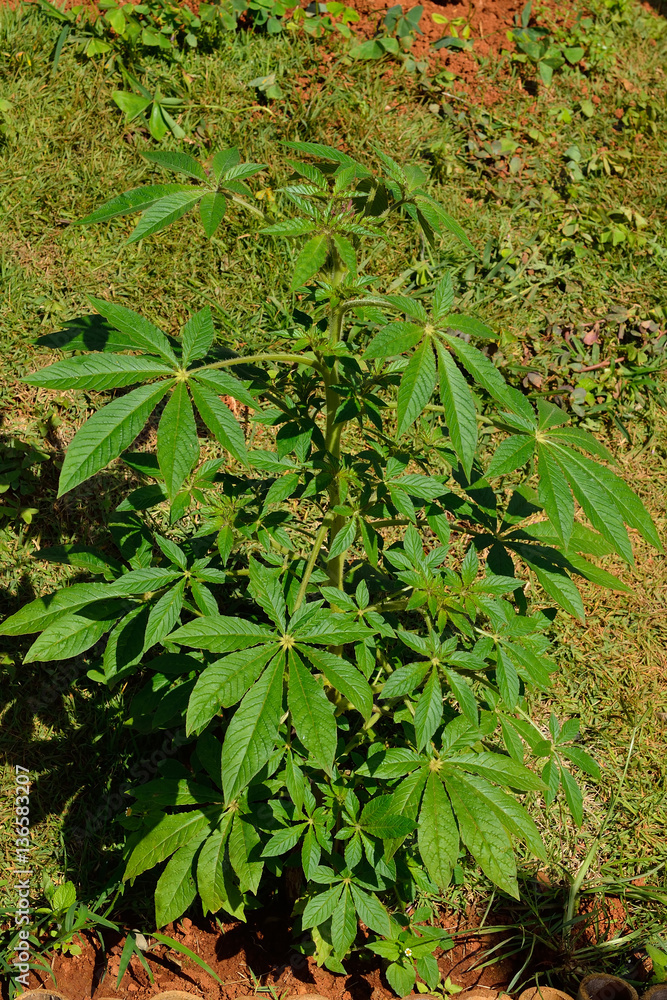 Obraz premium marijuana or marihuana tree
