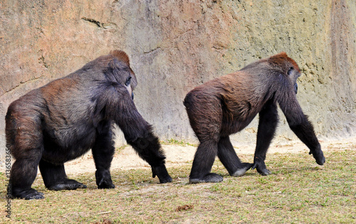 Male lowland gorilla following a female against a pastel colored stone background photo