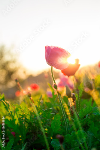 Soft focus Cosmos flowers at sunset.