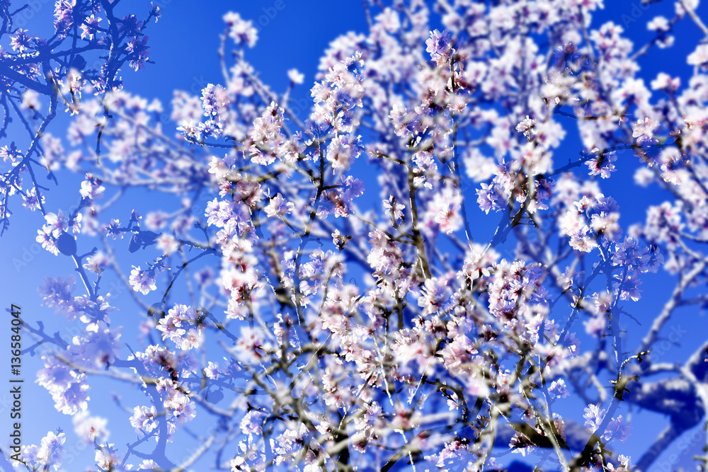 multiple exposure of almond trees in full bloom multiple exposure of almond trees in full bloom