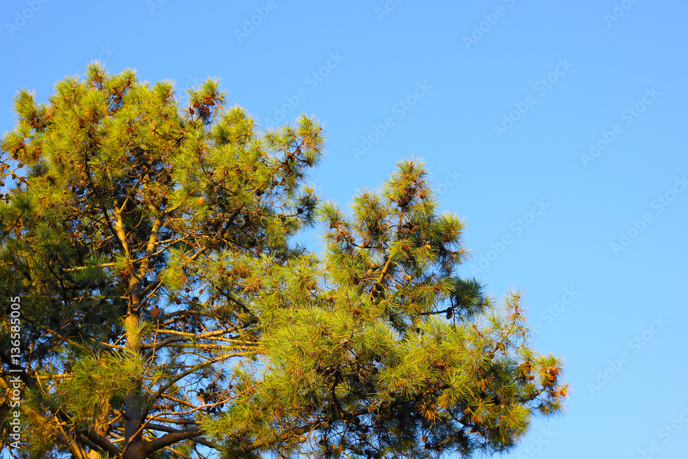 South american pine tree with cones against the blue sky South american pine tree with cones against the blue sky