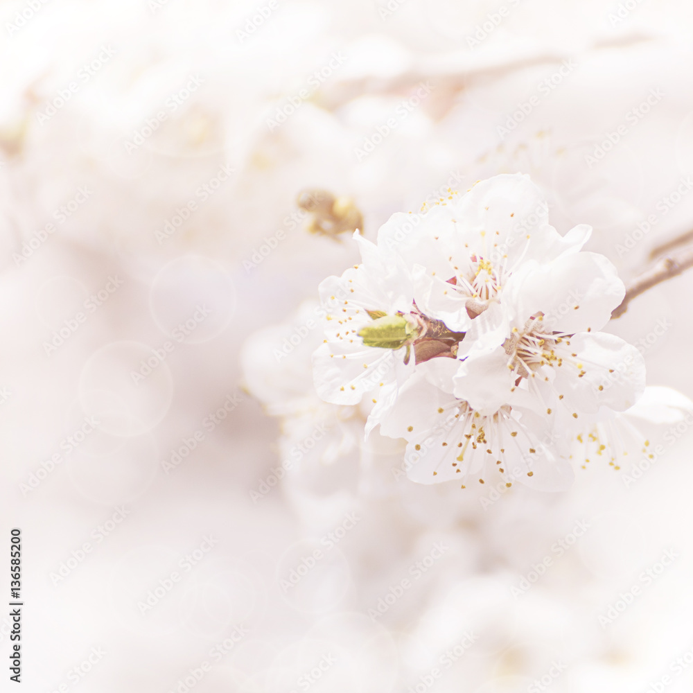 Apricot tree flower, seasonal floral nature background, Apricot tree flower, seasonal floral nature background,