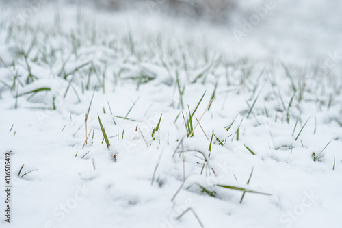 Grünes Gras im Schnee © Bernd Schmidt