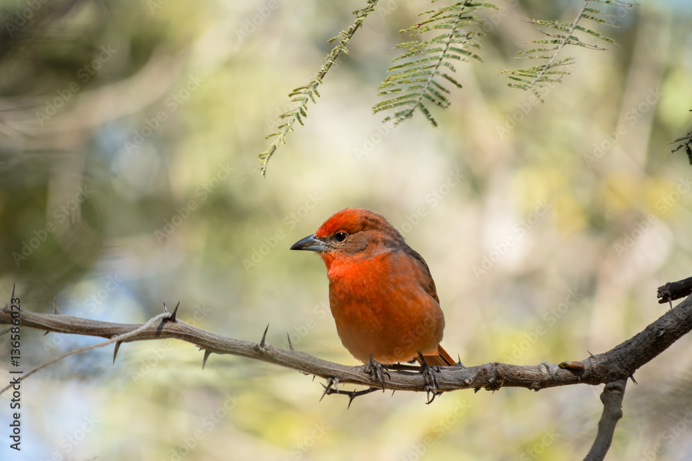 El pájaro en la rama espera. El pájaro en la rama espera.