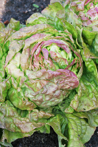 Fresh red mixed green lettuce growing