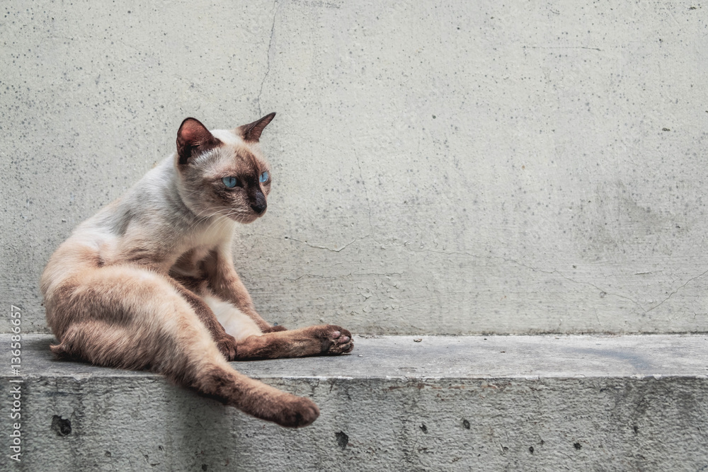 Siamese Cat with Blue eyes relaxed and sitting on the wall