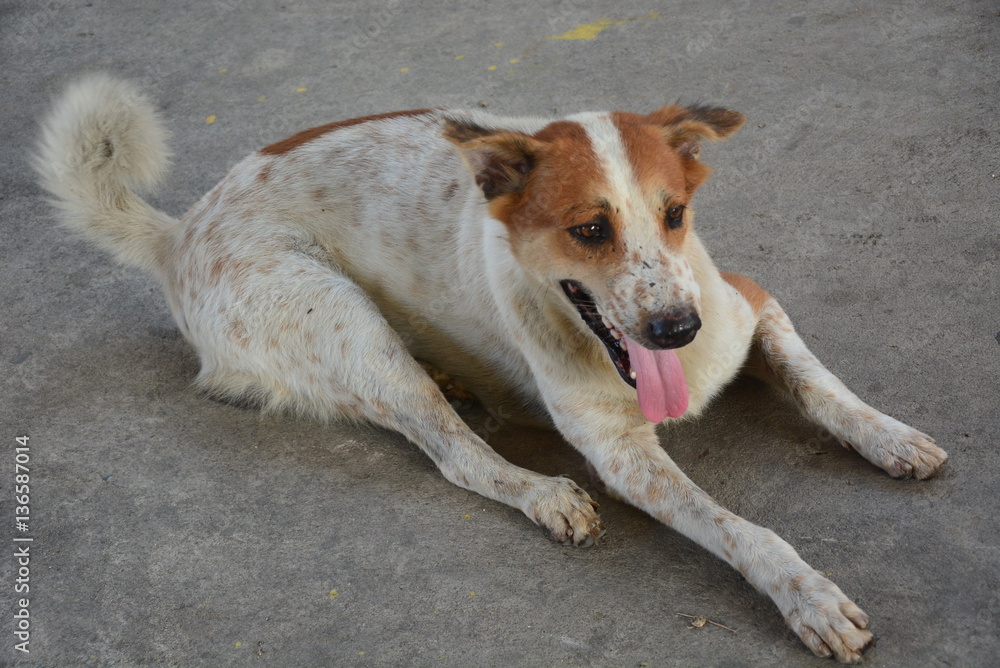 Fototapeta premium Dog sitting on the floor