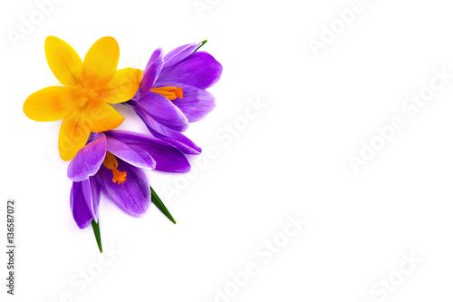 Bouquet of violet and yellow crocuses (Crocus vernus) on a white background with space for text. Top view, flat lay