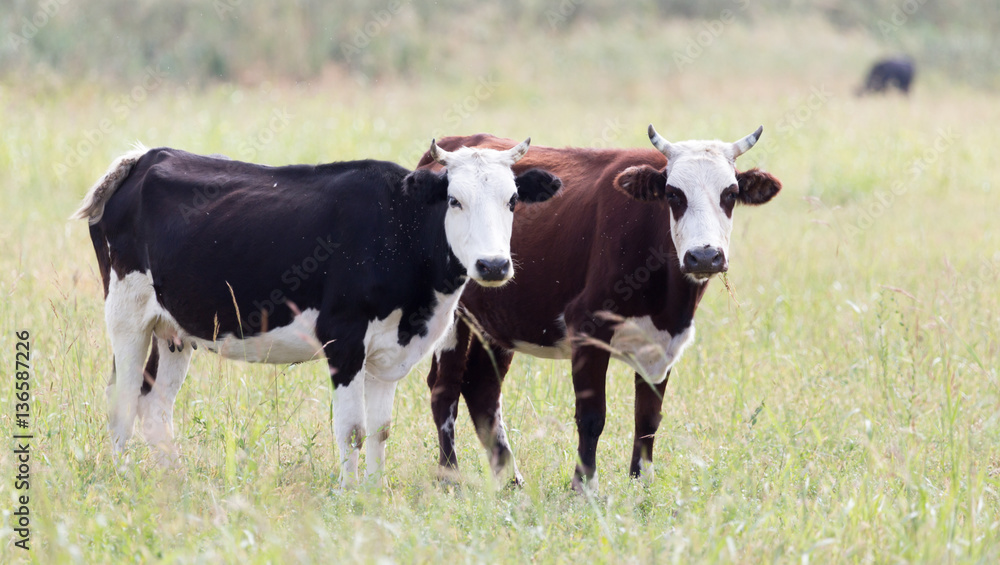 cow in a pasture in nature