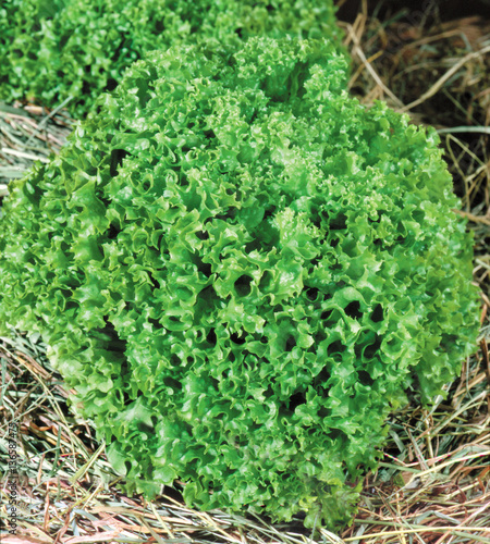 Fresh growing green curly lettuce