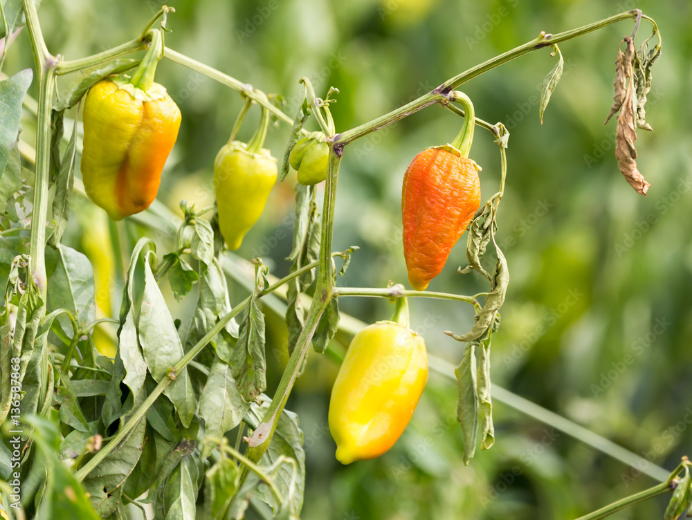 Obraz premium paprika in the garden outdoors