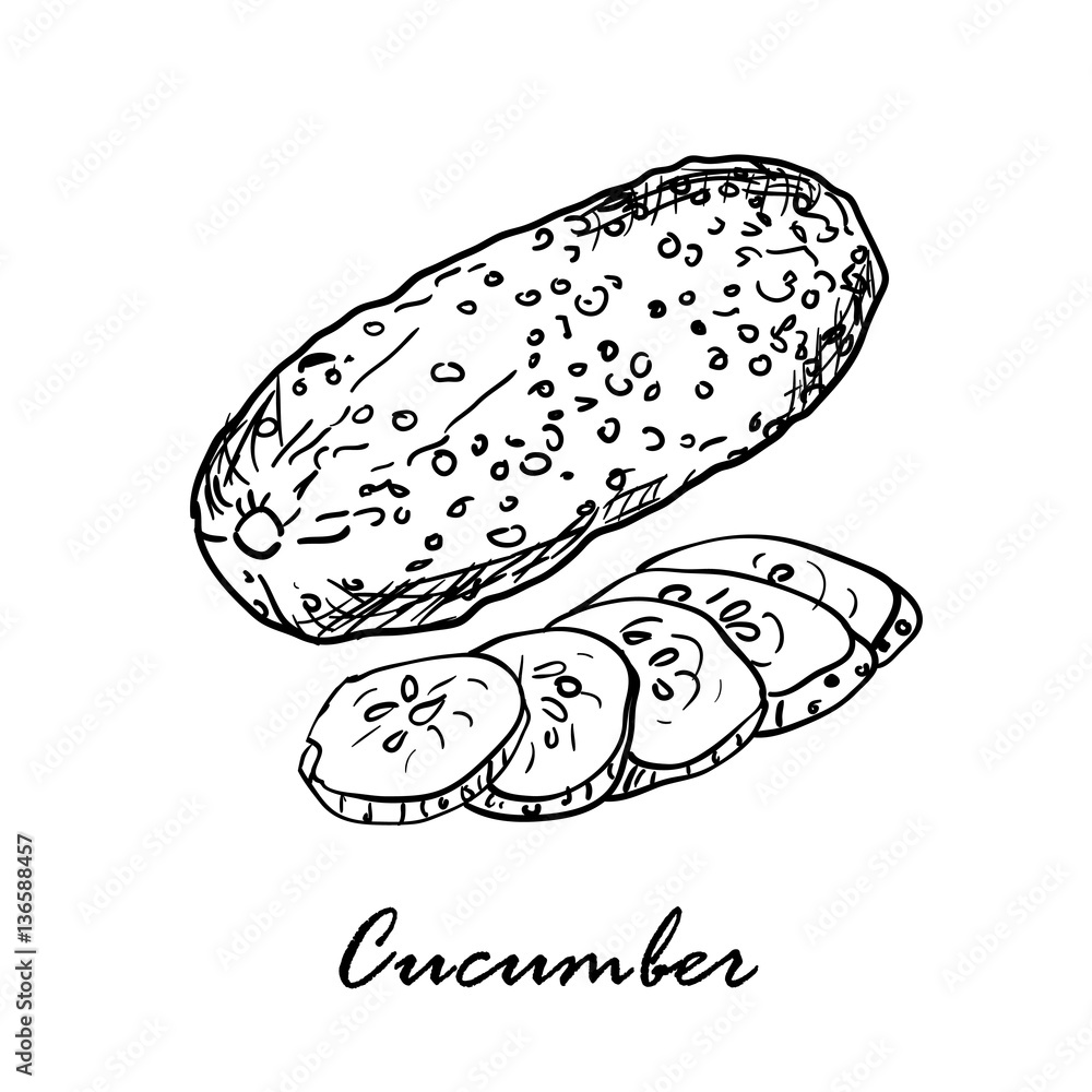 Hand drawn vector illustration of cucumbers isolated on wh Hand drawn vector illustration of cucumbers isolated on wh