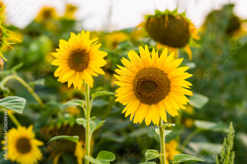 ripe sunflower in the hands of prety girl field of blooming sunflowers on a background sunset summer landscape Background of ripe seeds in a sunflower.Sunflower harvest