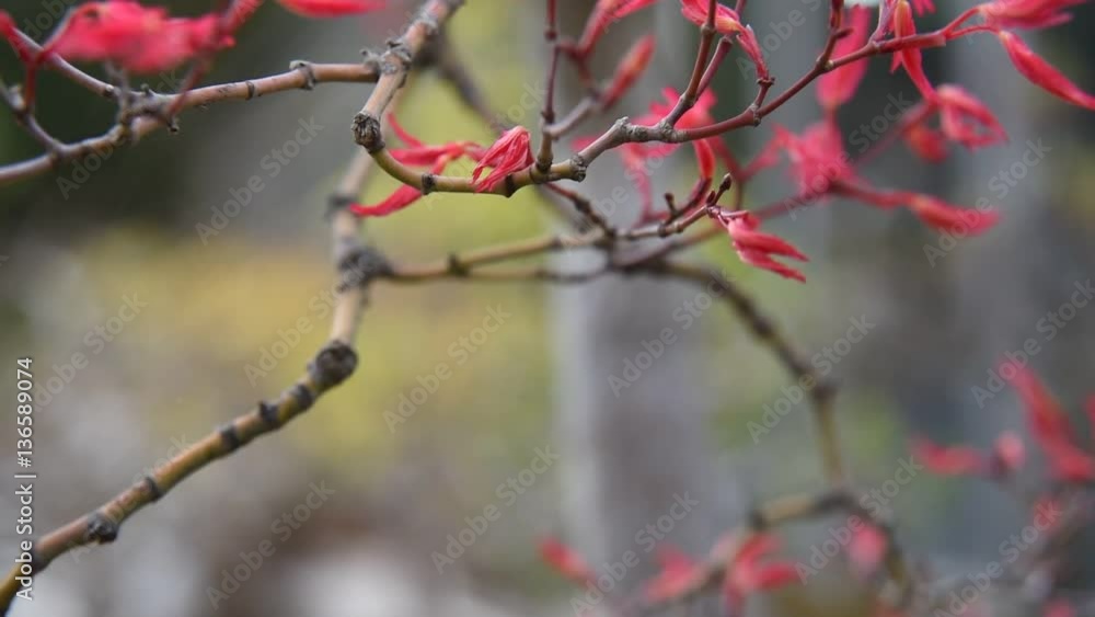 Japanese Maple Opening Leaves Japanese Maple Opening Leaves
