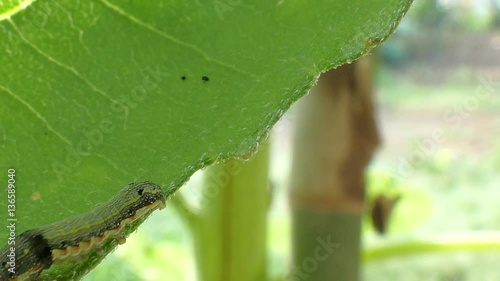 Caterpillars eat leaves5 photo