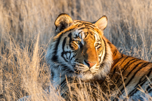 Portrait of a tiger, South Africa