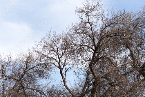 leafless tree branches against the blue sky © schankz