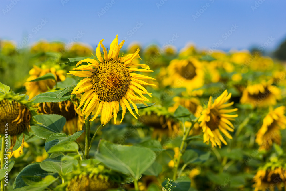 Sunflower field,field of blooming sunflowers on a background sunset,summer landscape,Bright yellow sunflowers and sun,Close up of sunflower against a field Sunflower field,field of blooming sunflowers on a background sunset,summer landscape,Bright yellow sunflowers and sun,Close up of sunflower against a field