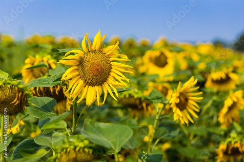 Sunflower field field of blooming sunflowers on a background sunset summer landscape Bright yellow sunflowers and sun Close up of sunflower against a field