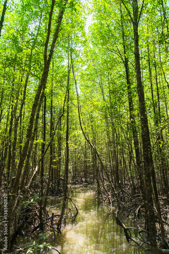 Obraz premium Ranong biosphere reserve, Mangrove forest, Ranong Thailand.