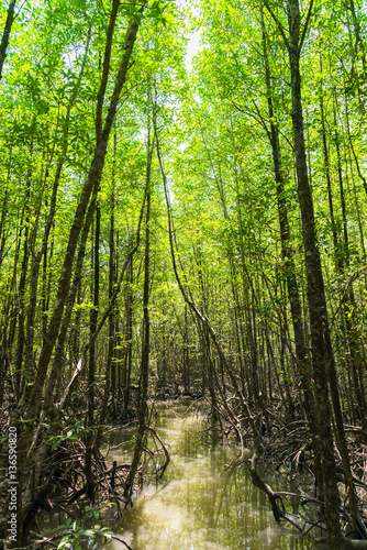 Ranong biosphere reserve, Mangrove forest, Ranong Thailand.