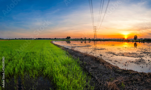 Rice cornfield  paddy field and beautiful twilight.