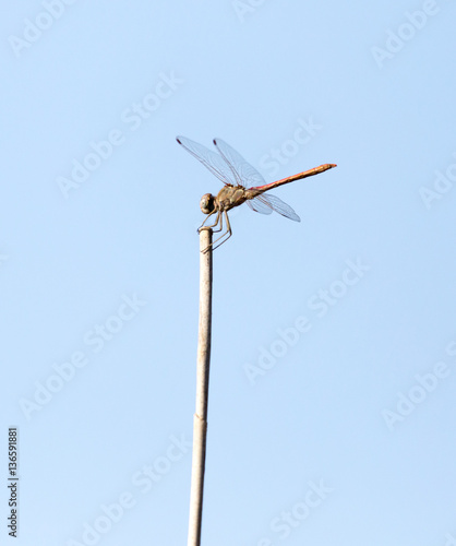 dragonfly on a stick outdoors © schankz