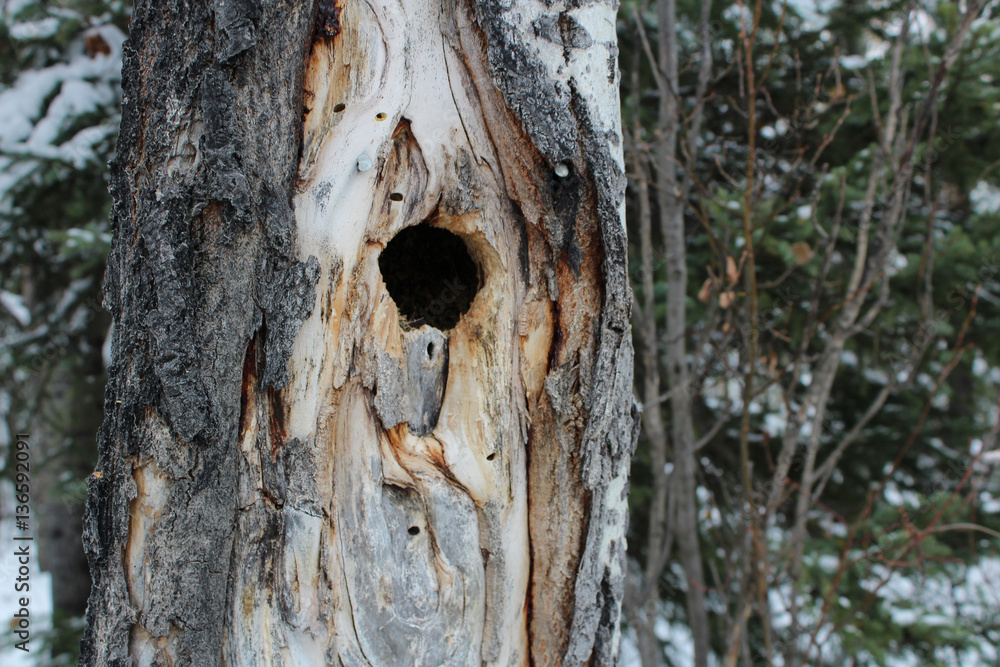 Fototapeta premium Bird Nest Hole Inside a Spruce Tree
