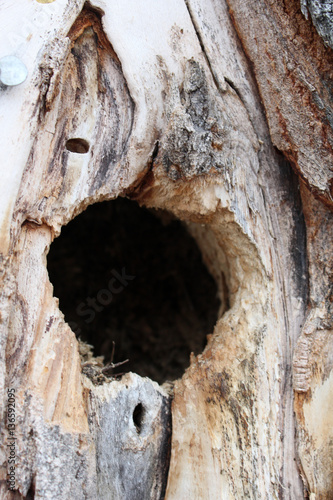 Bird Nest Hole Inside a Spruce Tree