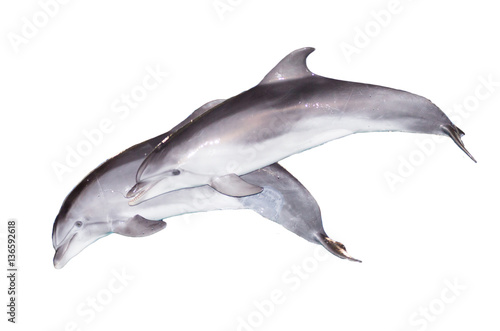 Two dolphins on a white background